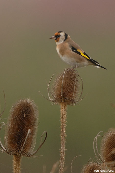 Chardonneret élégant - Carduelis carduelis