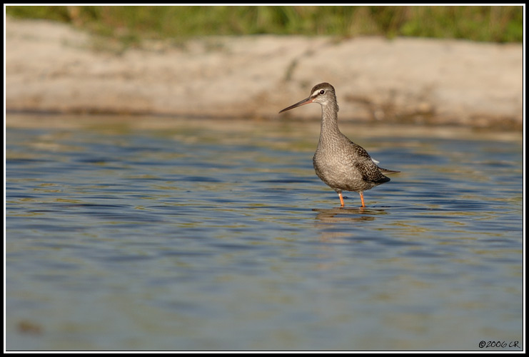 Dunkler Wasserläufer - Tringa erythropus