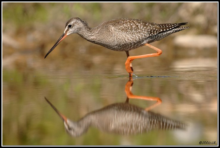 Dunkler Wasserläufer - Tringa erythropus