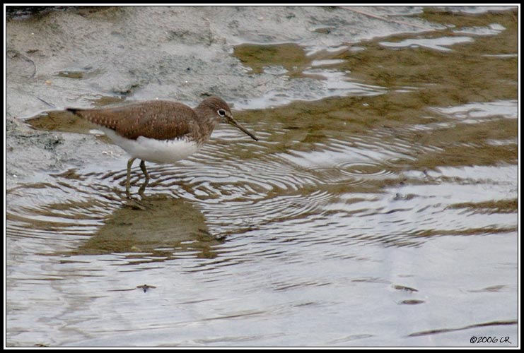 Green sandpiper - Tringa ochropus