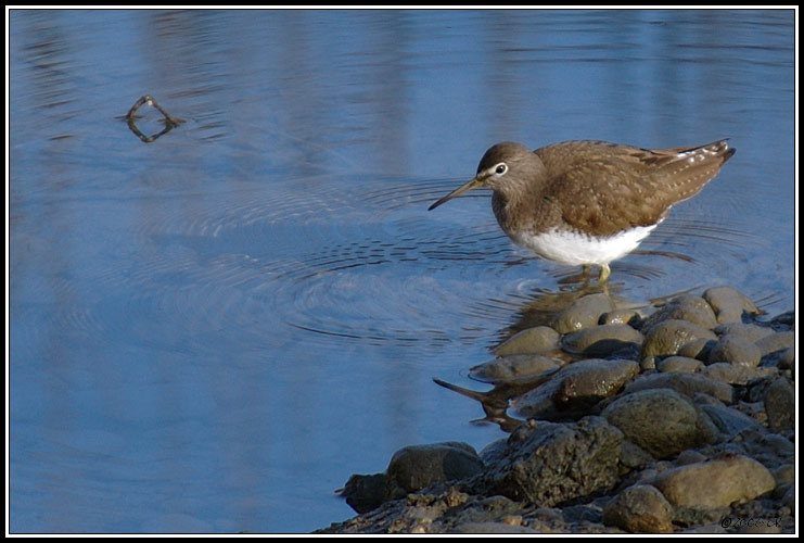 Green sandpiper - Tringa ochropus