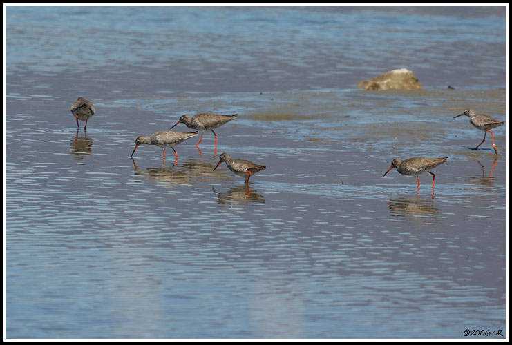 Common Redshank - Tringa totanus