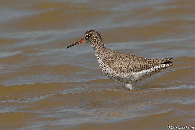 Common Redshank - Tringa totanus