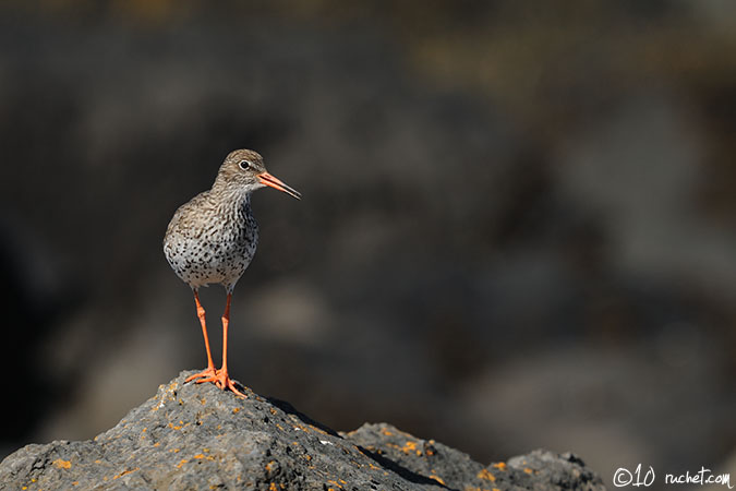 Common Redshank - Tringa totanus