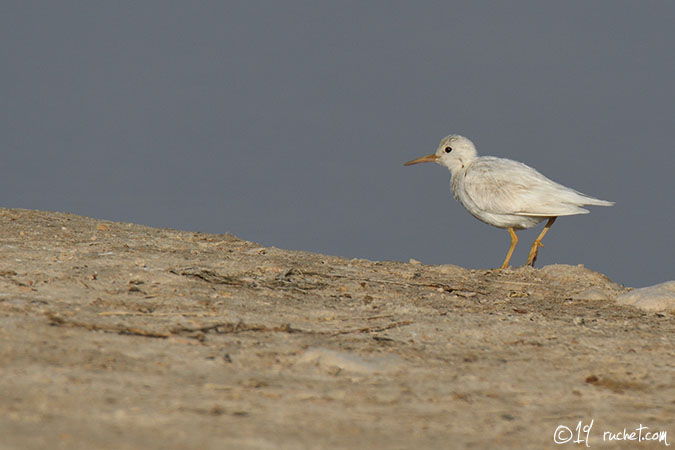 Chevalier guignette - Actitis hypoleucos