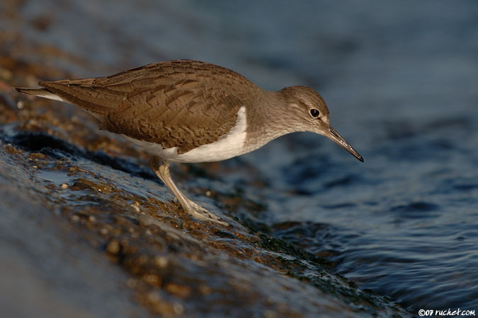 Flussuferläufer - Actitis hypoleucos