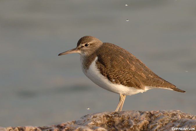 Chevalier guignette - Actitis hypoleucos