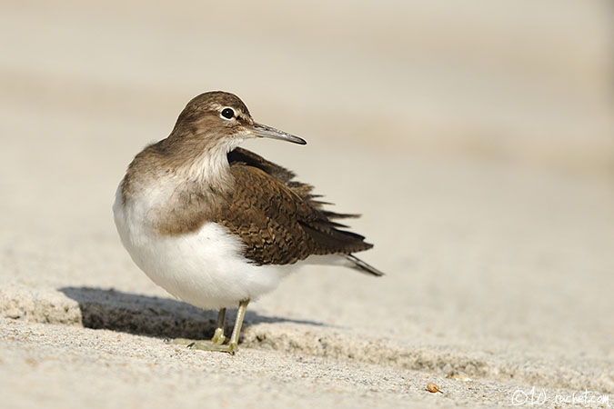 Chevalier guignette - Actitis hypoleucos