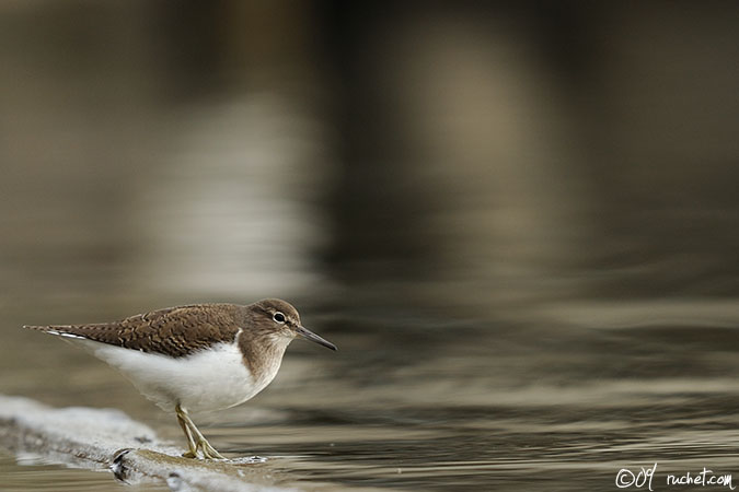 Chevalier guignette - Actitis hypoleucos