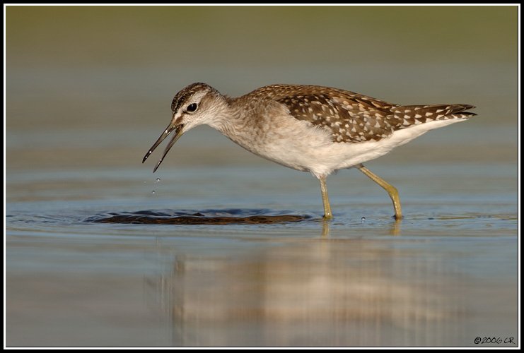 Bruchwasserläufer - Tringa glareola