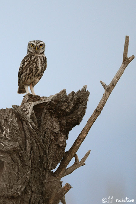 Chevêche d'Athéna - Athene noctua