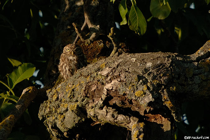 Chevêche d'Athéna - Athene noctua