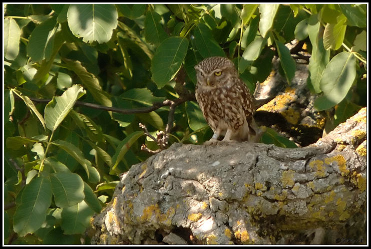 Chevêche d'Athéna - Athene noctua