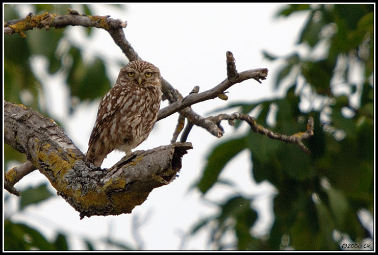 Little Owl - Athene noctua