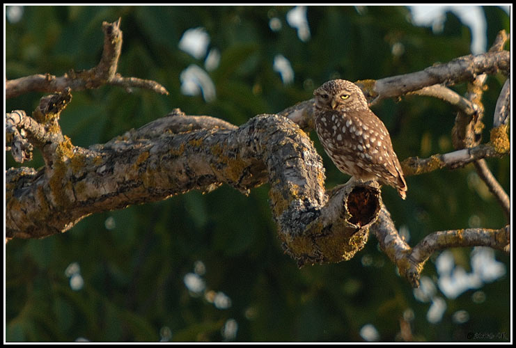 Little Owl - Athene noctua