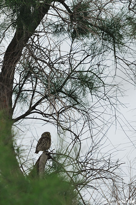 Little Owl - Athene noctua