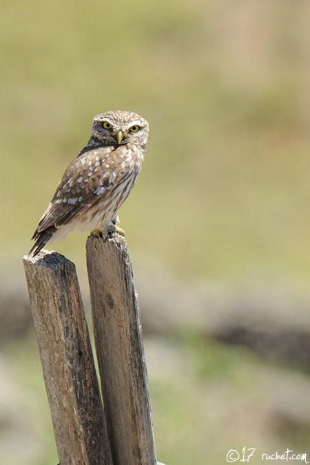 Chevêche d'Athéna - Athene noctua