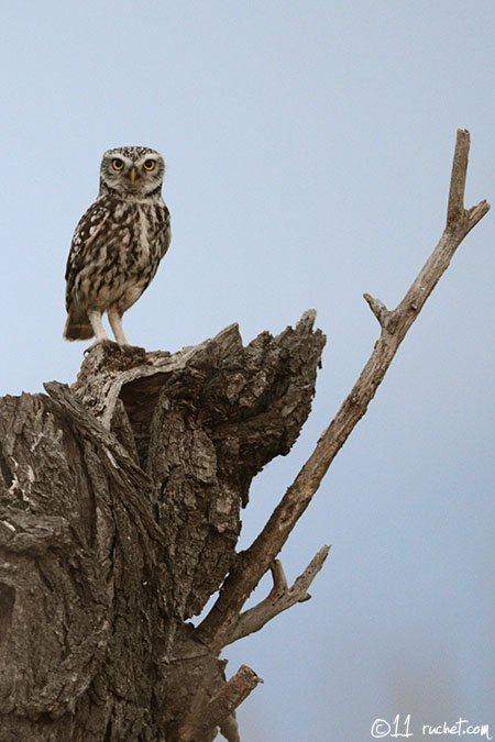 Steinkauz - Athene noctua