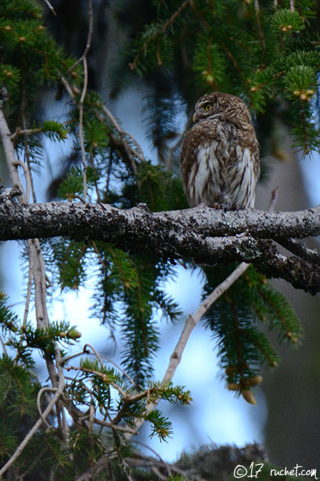 Chevêchette d'Europe - Glaucidium passerinum