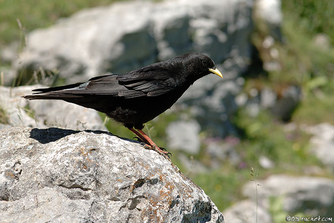 Chocard à bec jaune - Pyrrhocorax graculus