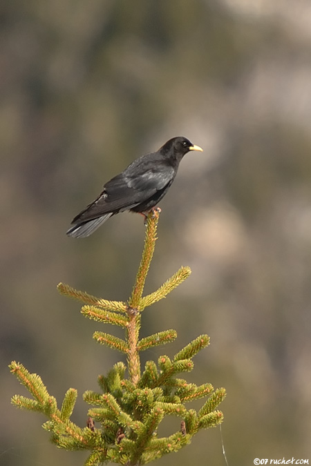 Alpendohle - Pyrrhocorax graculus