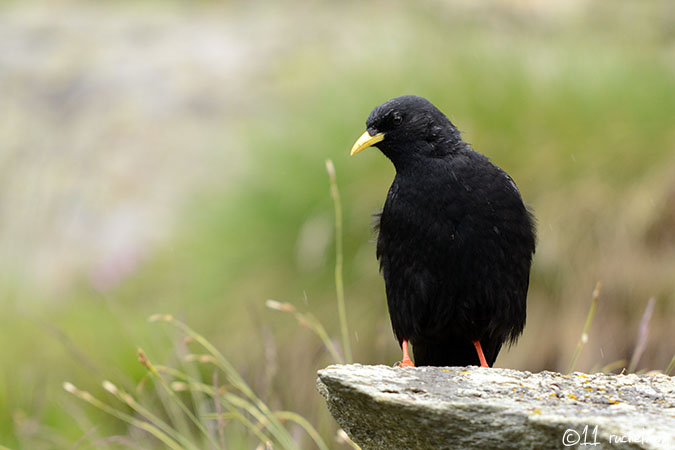 Chocard à bec jaune - Pyrrhocorax graculus