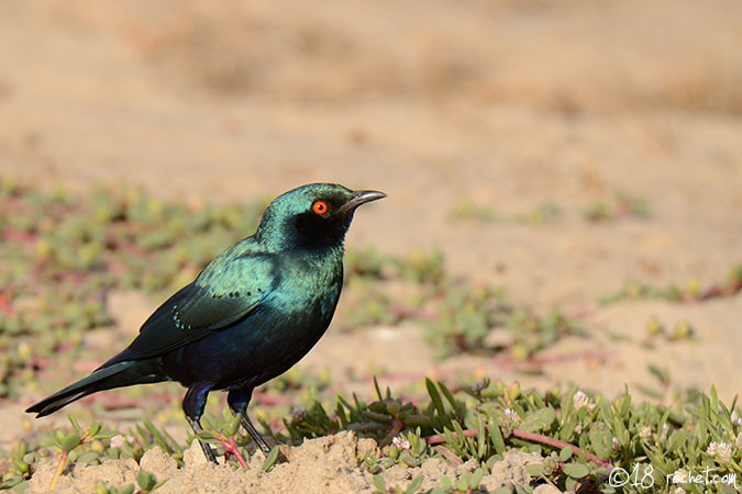 Storno splendente guanceblu maggiore - Lamprotornis chalybaeus