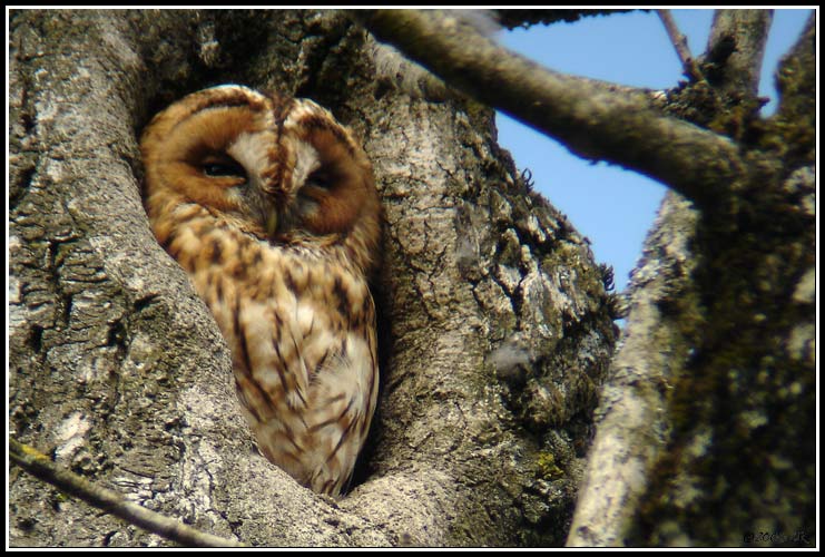 Tawny Owl - Strix aluco