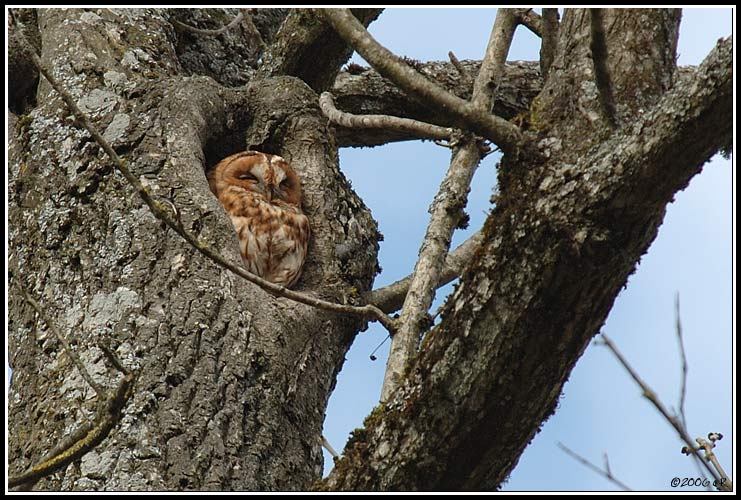 Tawny Owl - Strix aluco