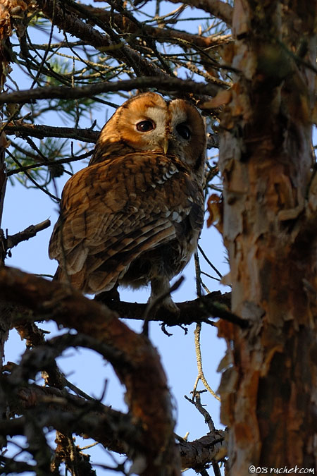 Tawny Owl - Strix aluco