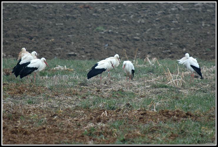 Weißstorch - Ciconia ciconia