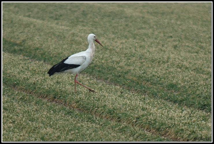 Cigogne blanche - Ciconia ciconia