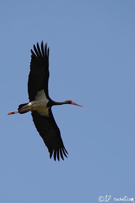 Schwarzstorch - Ciconia nigra