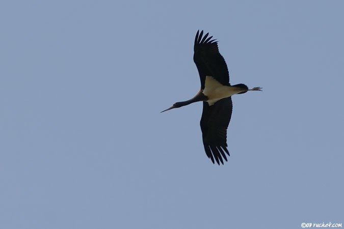 Schwarzstorch - Ciconia nigra