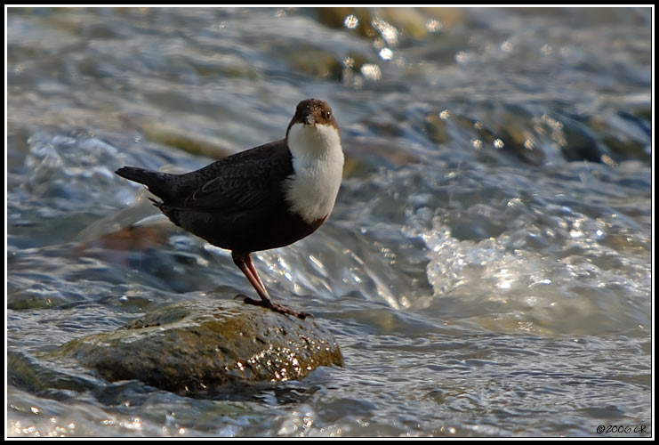 Cincle plongeur - Cinclus cinclus