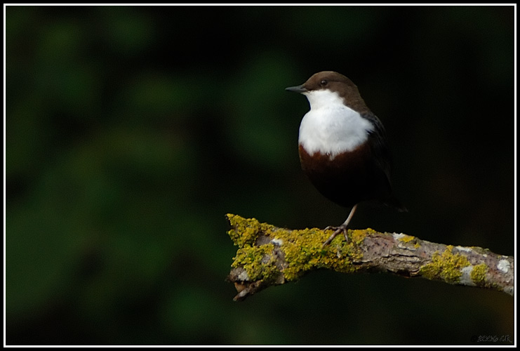 Cincle plongeur - Cinclus cinclus