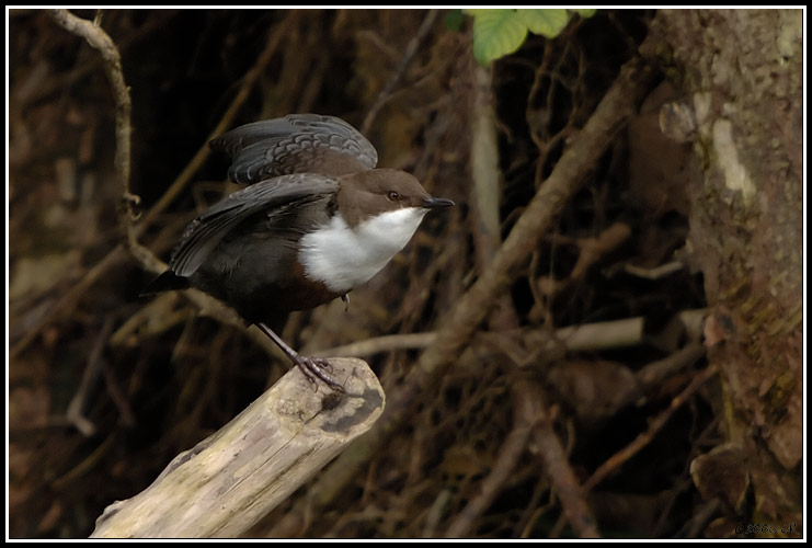 Cincle plongeur - Cinclus cinclus