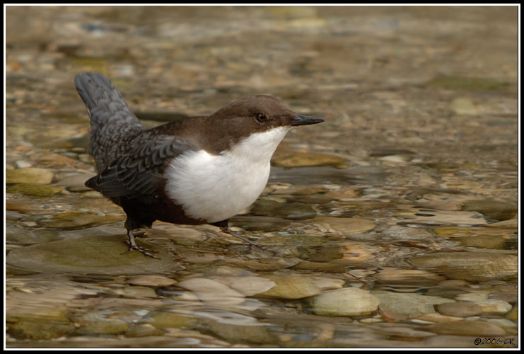 Cincle plongeur - Cinclus cinclus