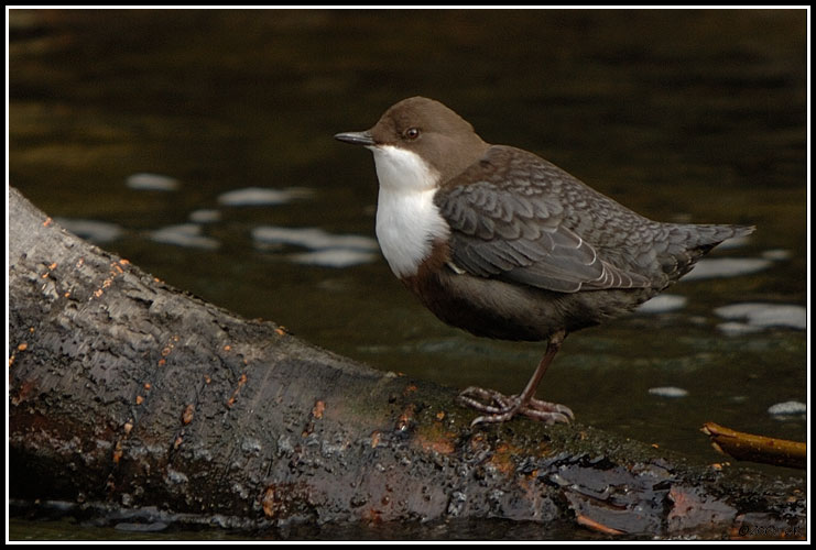 Cincle plongeur - Cinclus cinclus