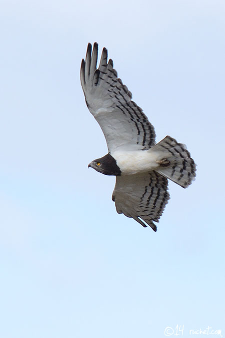 Circaète à poitrine noire - Circaetus pectoralis