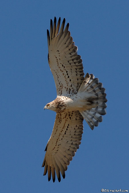 Circaète Jean-le-Blanc - Circaetus gallicus