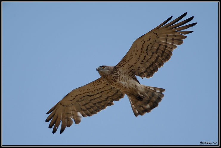 Schlangenadler - Circaetus gallicus