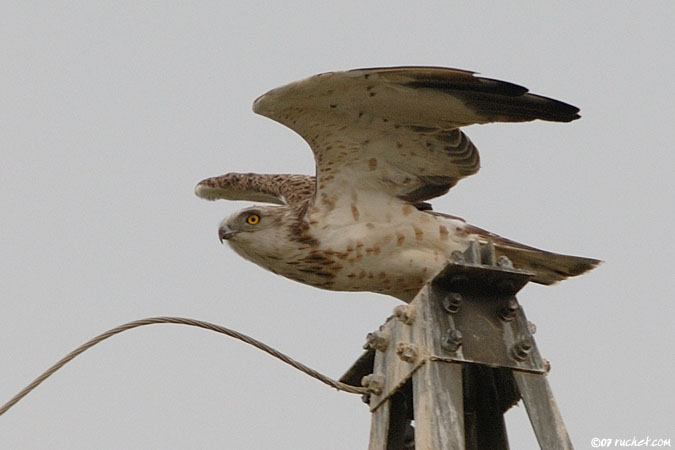 Schlangenadler - Circaetus gallicus