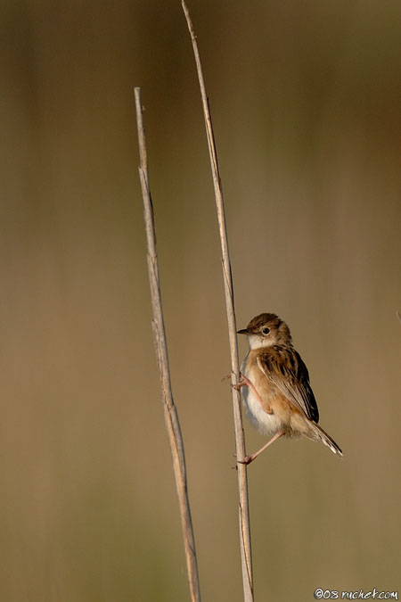 Beccamoschino - Cisticola juncidis