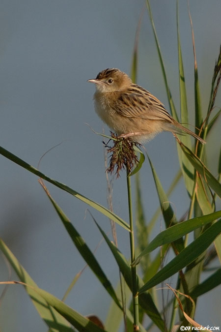 Beccamoschino - Cisticola juncidis