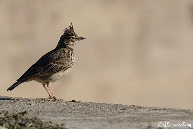 Thekla Lark - Galerida theklae