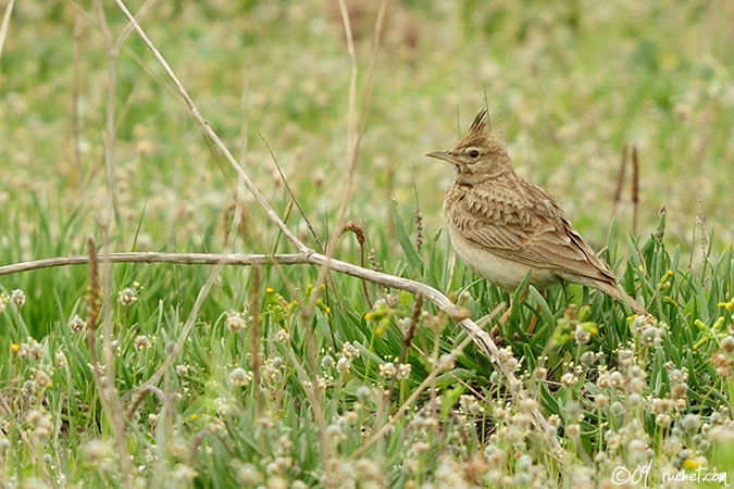 Cappellaccia - Galerida cristata