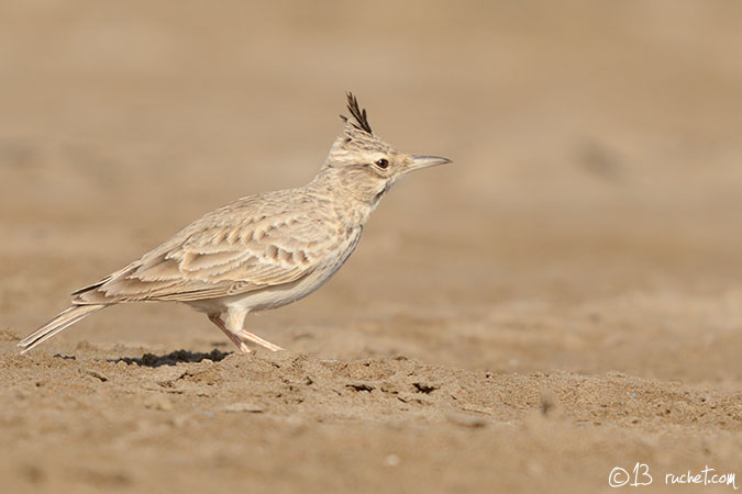 Cochevis huppé - Galerida cristata