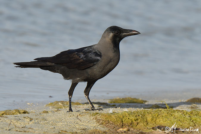 Wüstenrabe - Corvus ruficollis