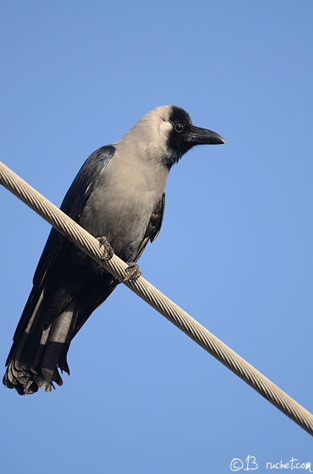 Corbeau familier - Corvus splendens